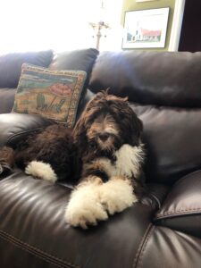 Bernedoodle Size