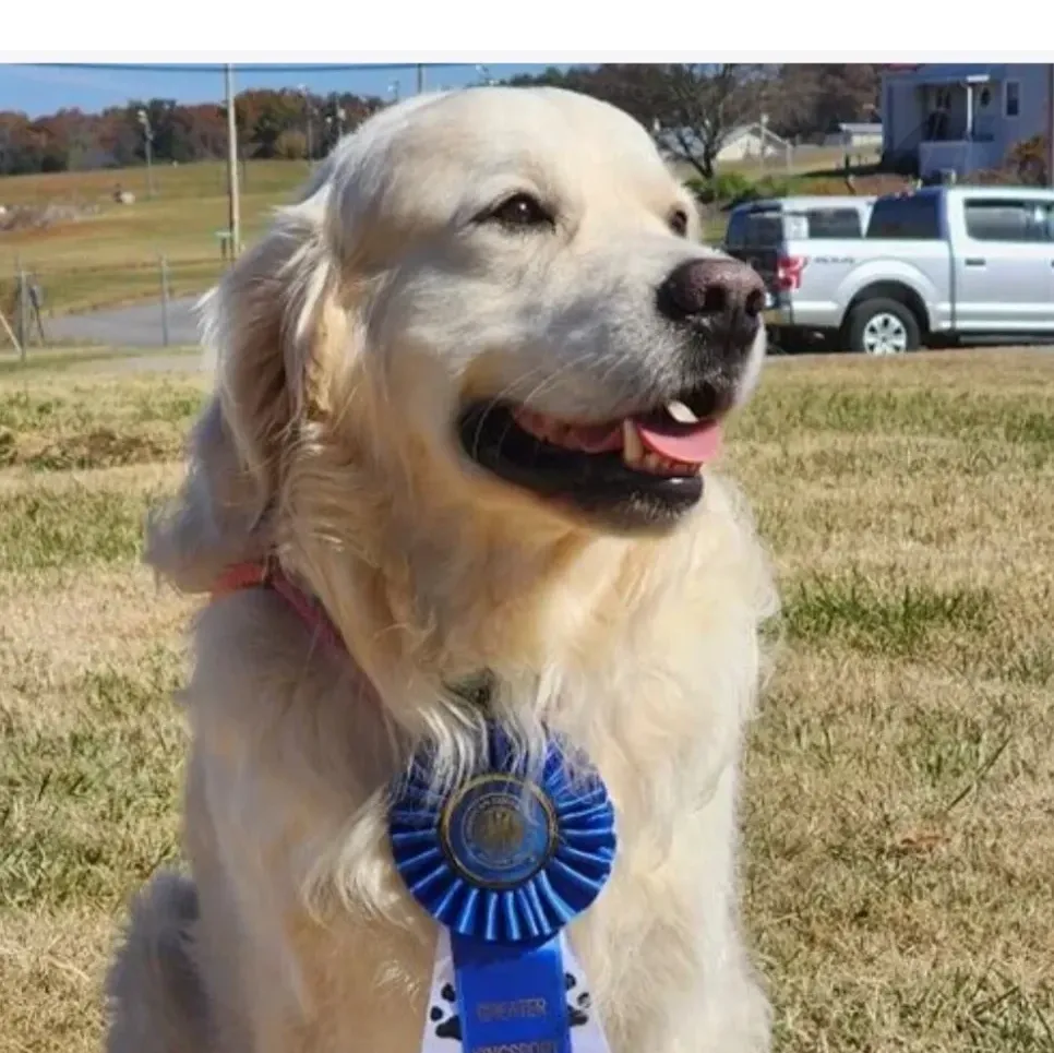 Goldendoodle tn