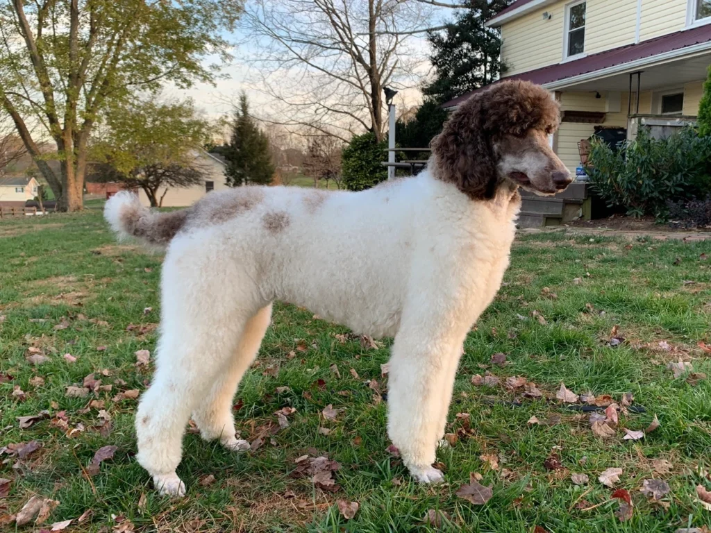 Bernedoodle TN