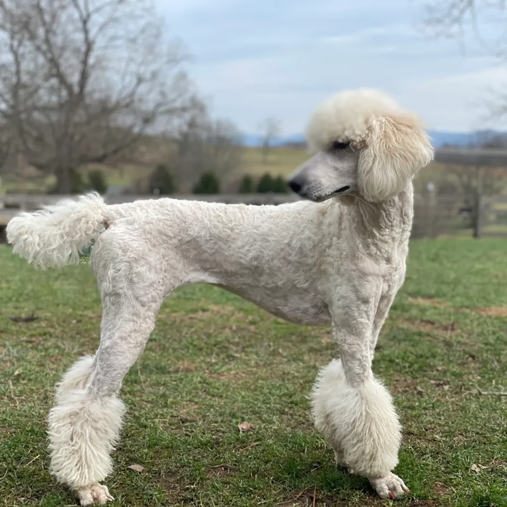 English Goldendoodle TN