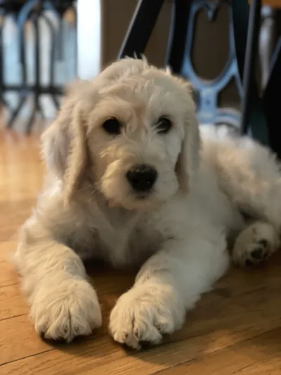 English Goldendoodle TN puppies