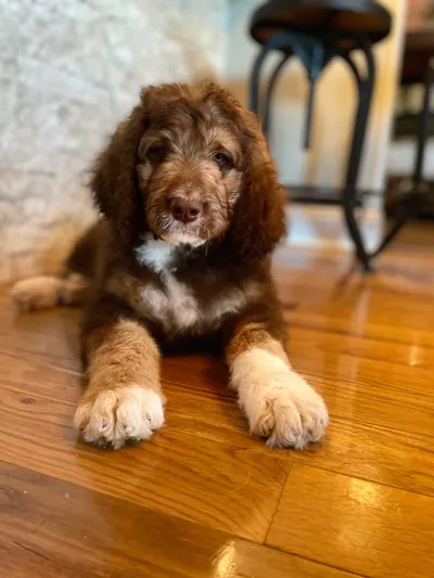 Bernedoodle Puppies Tn