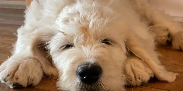 Golden Doodle Breeder