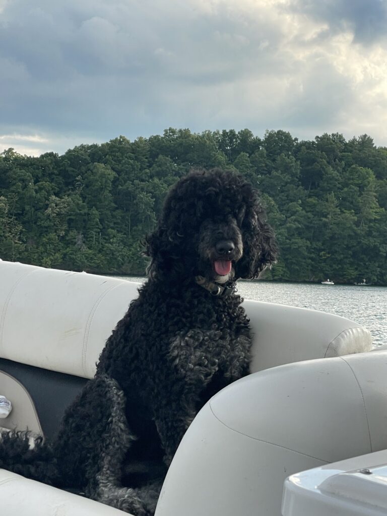 Nala, black Standard Poodle mom of the November 2026 Bernedoodle litter in East Tennessee