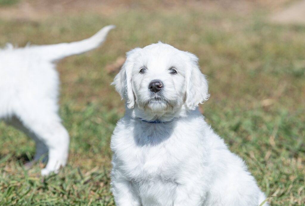 English Cream Goldendoodle puppy sitting in the grass at White Oak Doodles in Tennessee