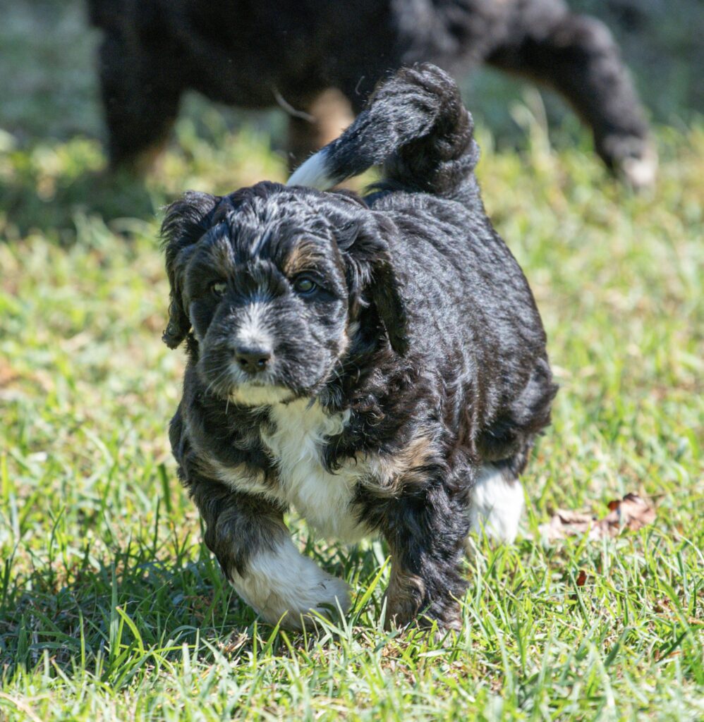 Fluffy tri-color Bernedoodle puppy walking toward the camera at White Oak Doodles in East Tennessee