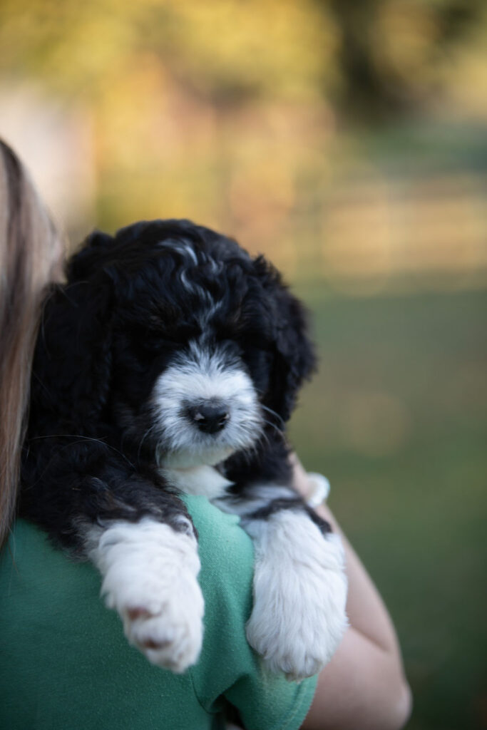 Close-up of a curly black and white Bernedoodle puppy at White Oak Doodles