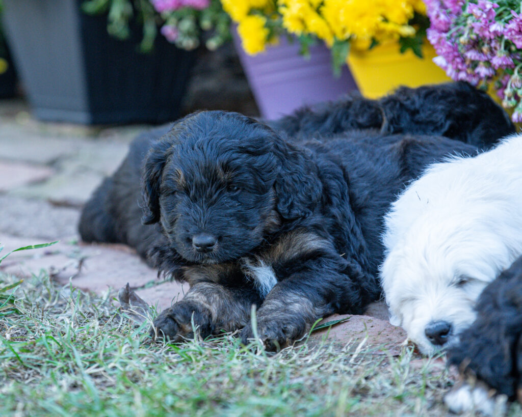 Bernedoodle and English Cream Goldendoodle puppies napping together by fall mums at White Oak Doodles