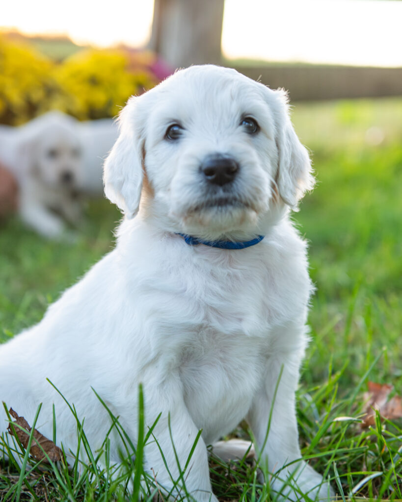 English Cream Goldendoodle puppy sitting by colorful fall mums at White Oak Doodles in Tennessee