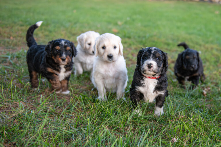 Five playful Bernedoodle and English Cream Goldendoodle puppies raised by experienced breeders at White Oak Doodles