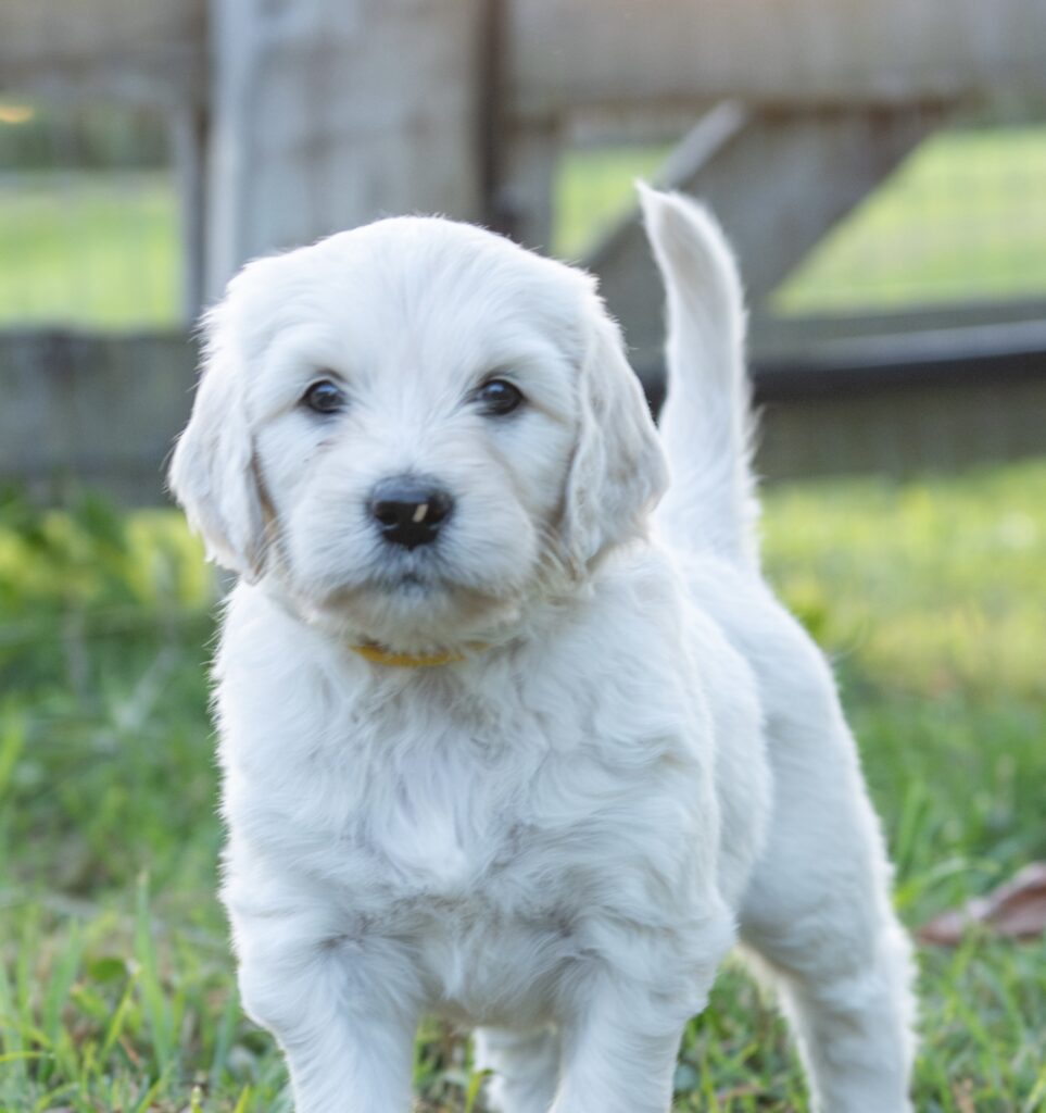 English Cream Goldendoodle puppy standing by the fence at White Oak Doodles in East Tennessee