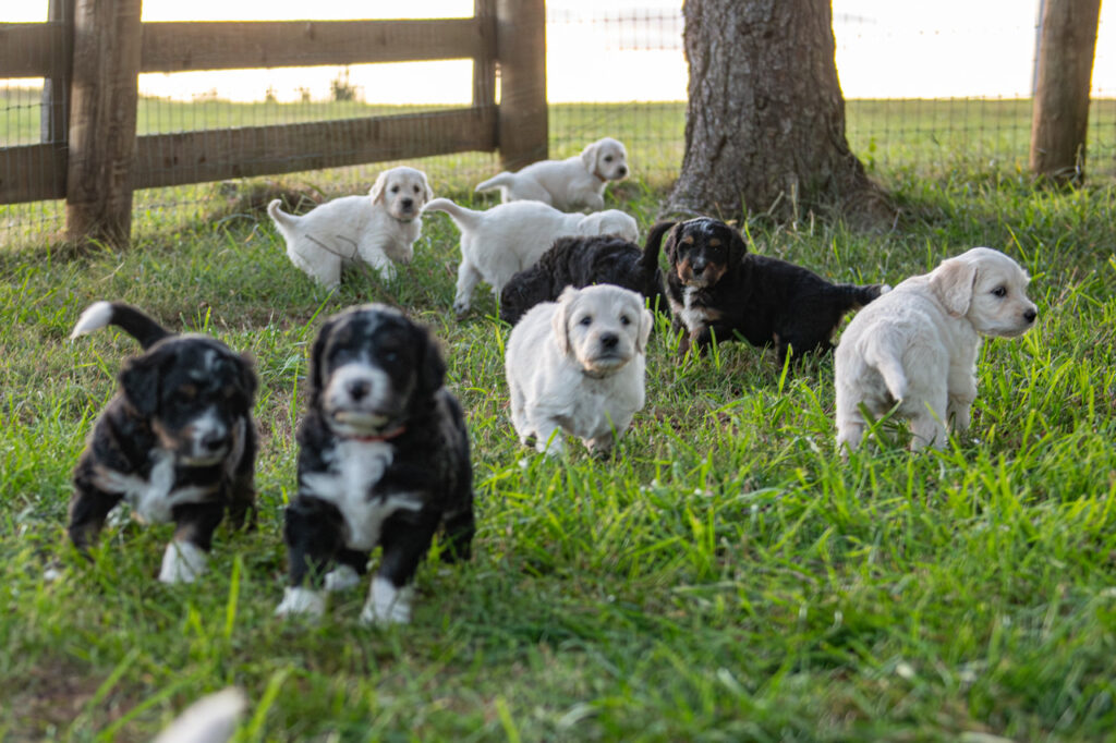 Litter of Bernedoodle and English Cream Goldendoodle puppies playing in the yard at White Oak Doodles in East Tennessee