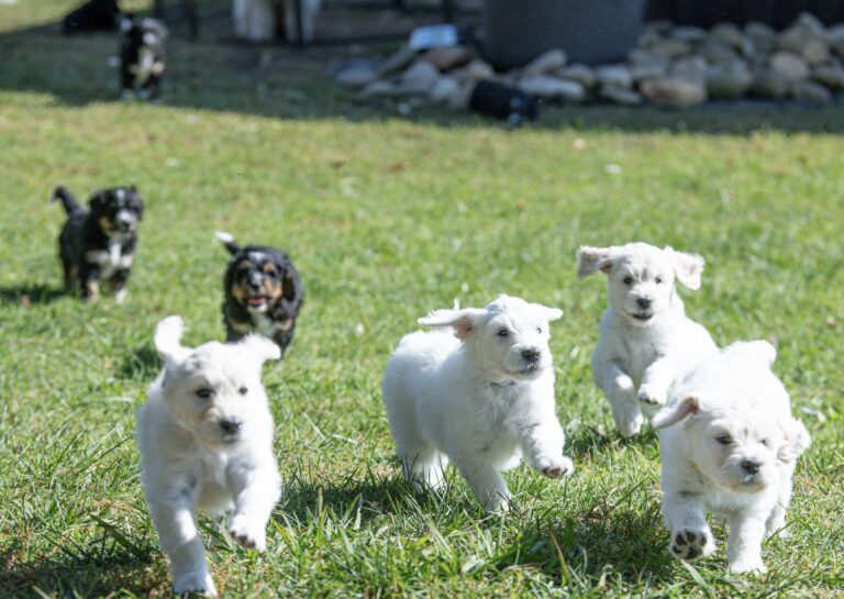 Healthy Bernedoodle and English Cream Goldendoodle puppies running and playing on the grass at White Oak Doodles in Tennessee
