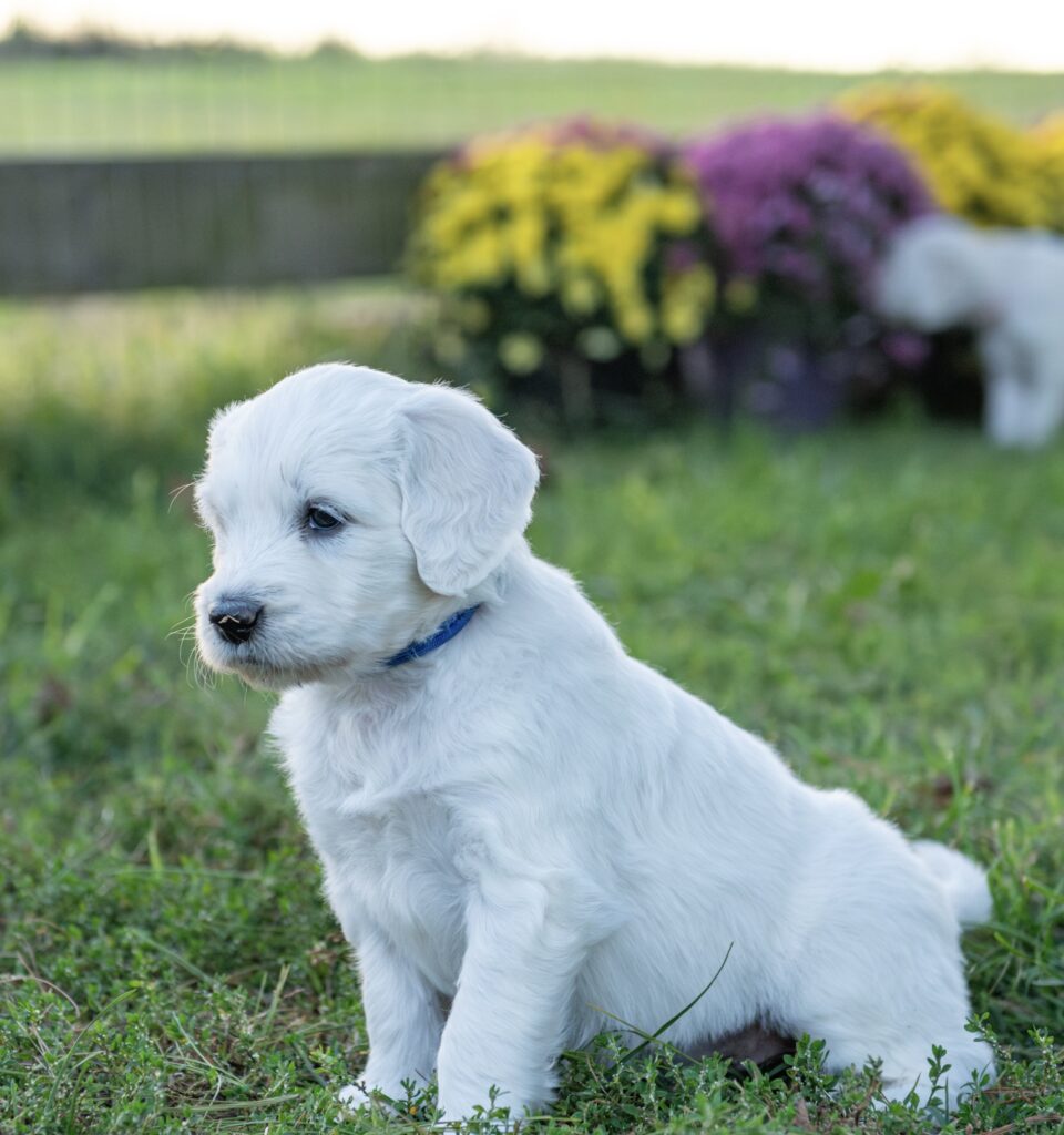 English Cream Goldendoodle puppy sitting in the grass by fall mums at White Oak Doodles