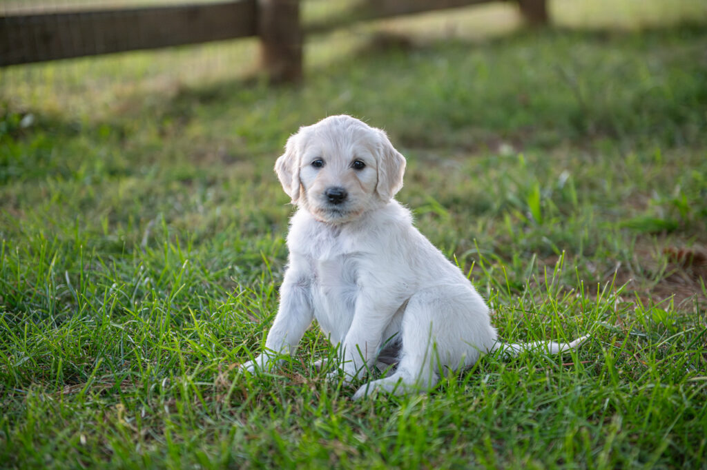 English Cream Goldendoodle puppy sitting in the grass by the fence at White Oak Doodles in East Tennessee