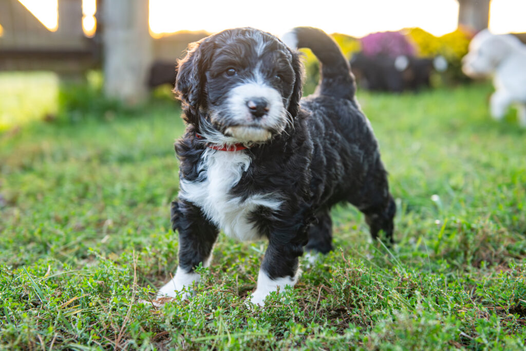 Black and white Bernedoodle puppy walking in the grass at White Oak Doodles in East Tennessee
