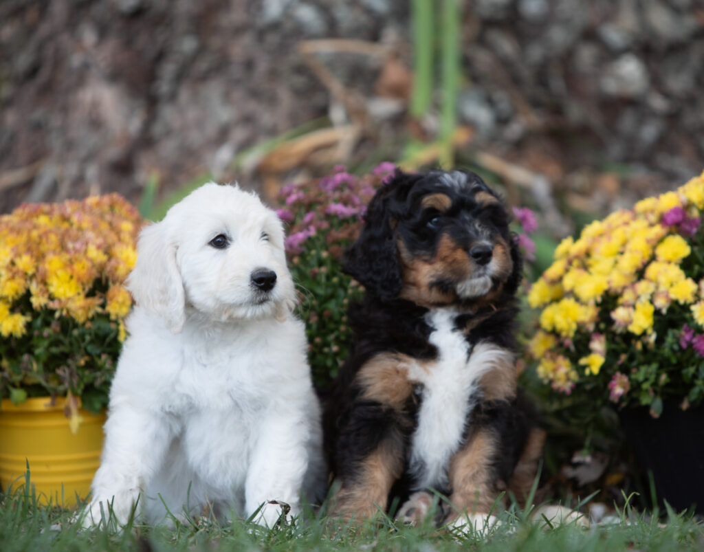 English Cream Goldendoodle puppy and Bernedoodle puppy sitting by fall mums at White Oak Doodles in Tennessee