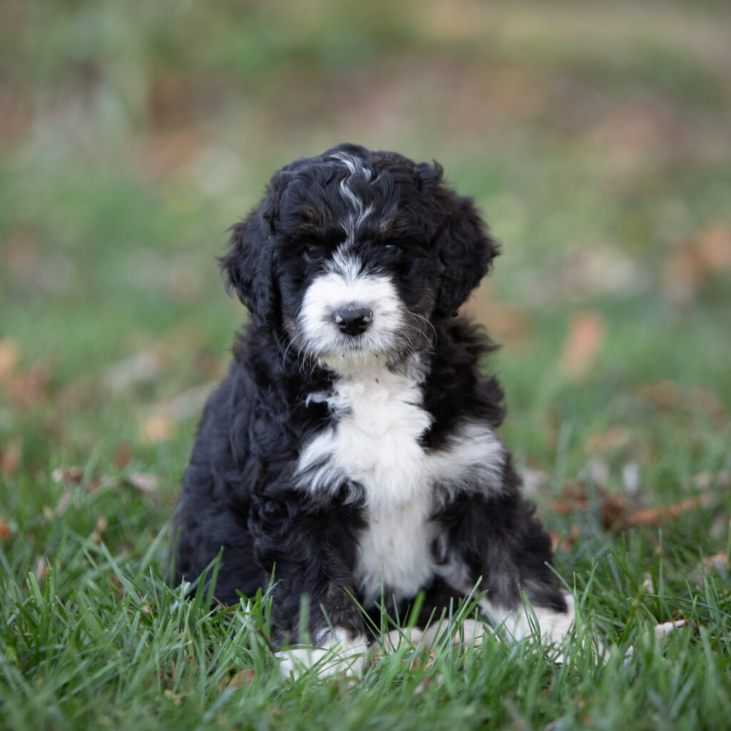 Tri-color Bernedoodle puppy sitting in the grass at White Oak Doodles in East Tennessee