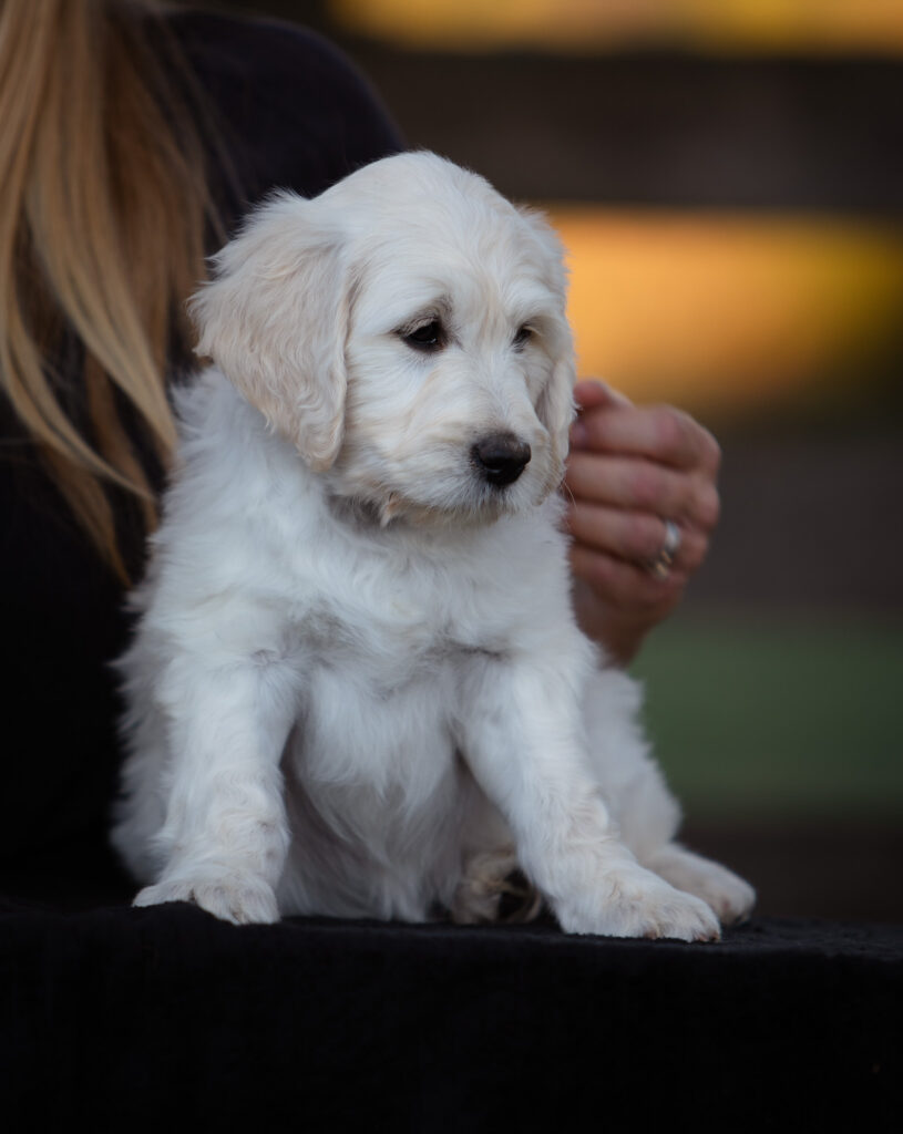 English Cream Goldendoodle puppy held by White Oak Doodles breeder in East Tennessee