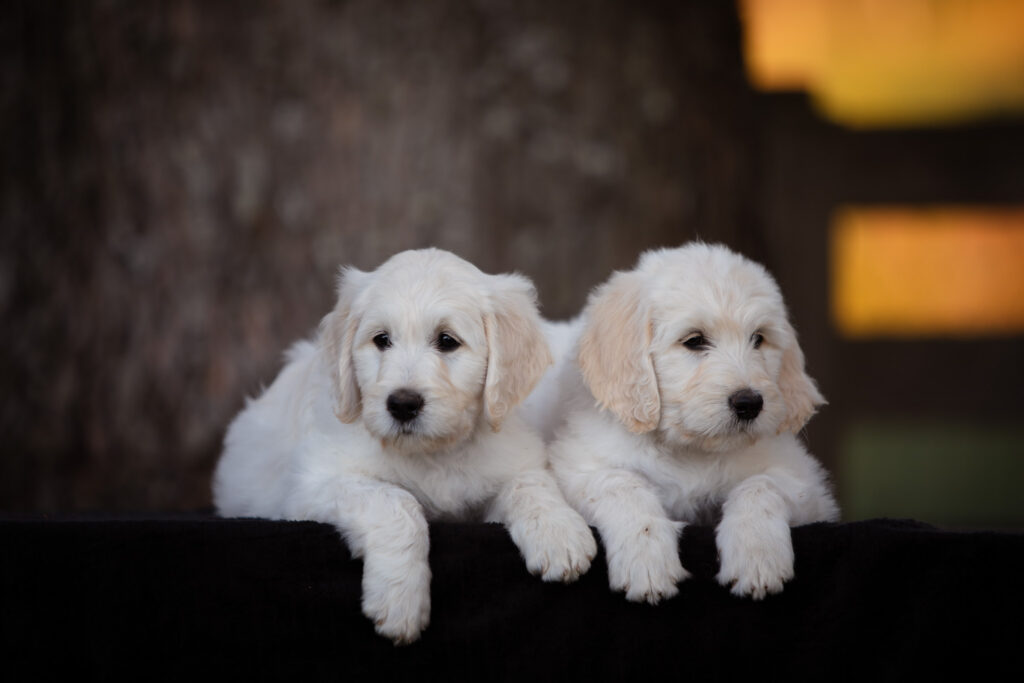 Two English Cream Goldendoodle puppies lying side by side at White Oak Doodles in East Tennessee