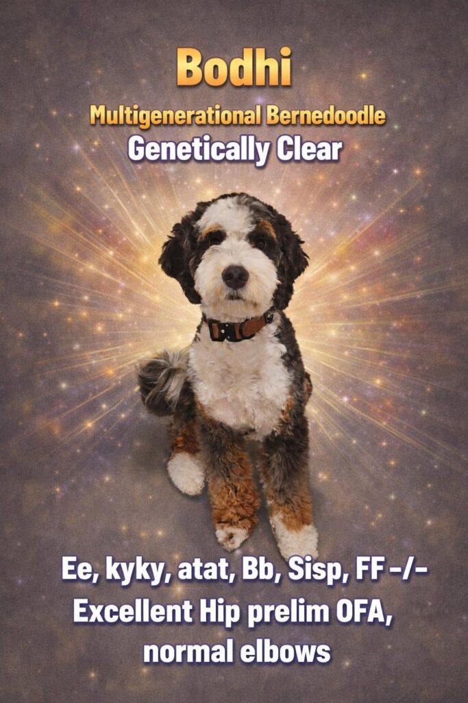 Bodhi, tri-color multigenerational Bernedoodle sire for White Oak Doodles Bernedoodle puppies in Tennessee